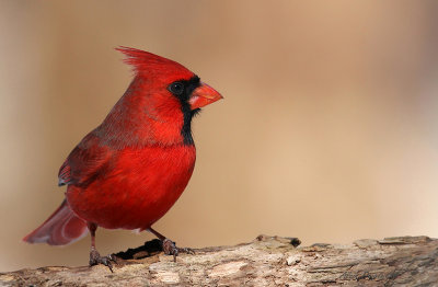Cardinal rouge