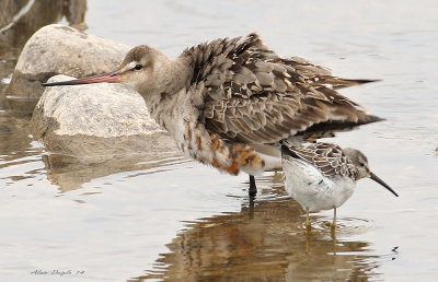 Barge hudsonienne et Bcasseau  chasses