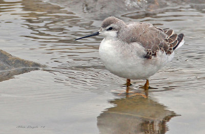 Phalarope de Wilson