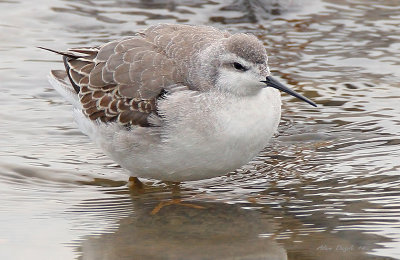 Phalarope de Wilson