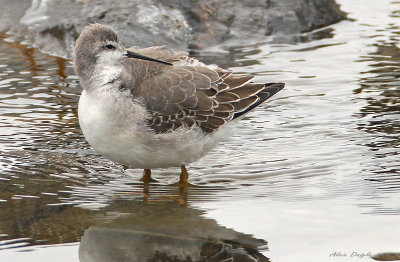 Phalarope de Wilson