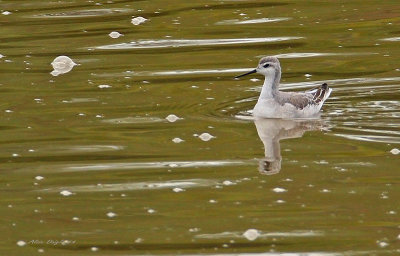 Phalarope de Wilson