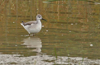 Phalarope de Wilson