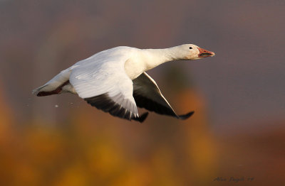 oie_des_neiges_2