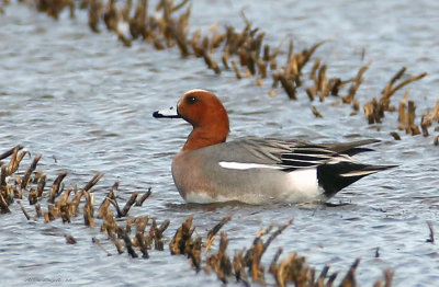 Canard siffleur