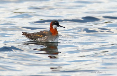 Phalarope  bec troit