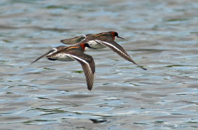 Phalarope  bec troit