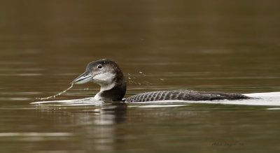 Plongeon huard