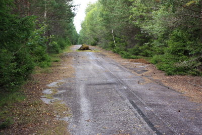 Abandoned roads