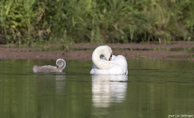 Cygne avec son petit