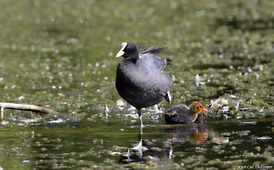 Foulque avec son petit