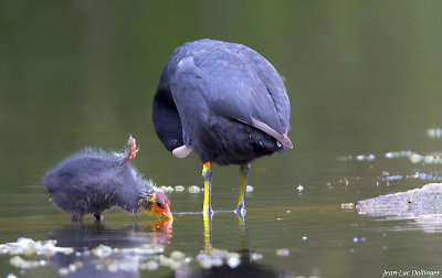 Foulque avec son petit