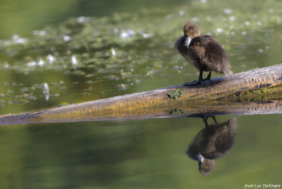 Jeune canard
