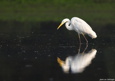 Grande aigrette