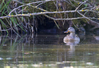 Colvert femelle