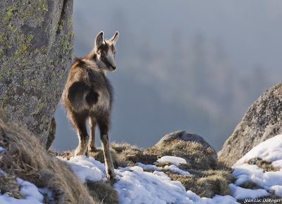 Chamois