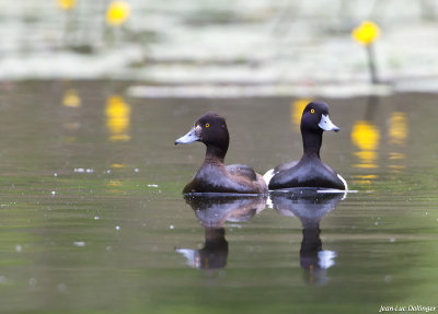 Couple de fuligules