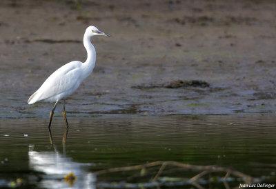 Aigrette garzette