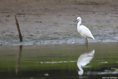 Aigrette garzette