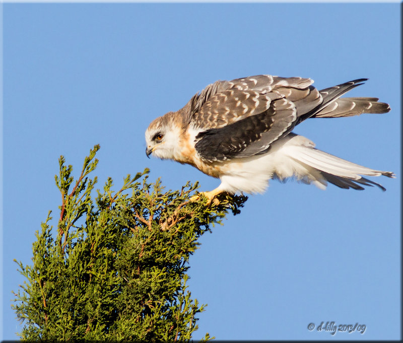 White-tailed Kite, juvenile