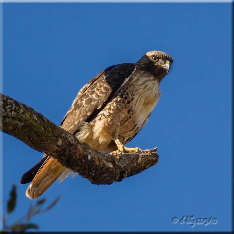 Red-tailed Hawk