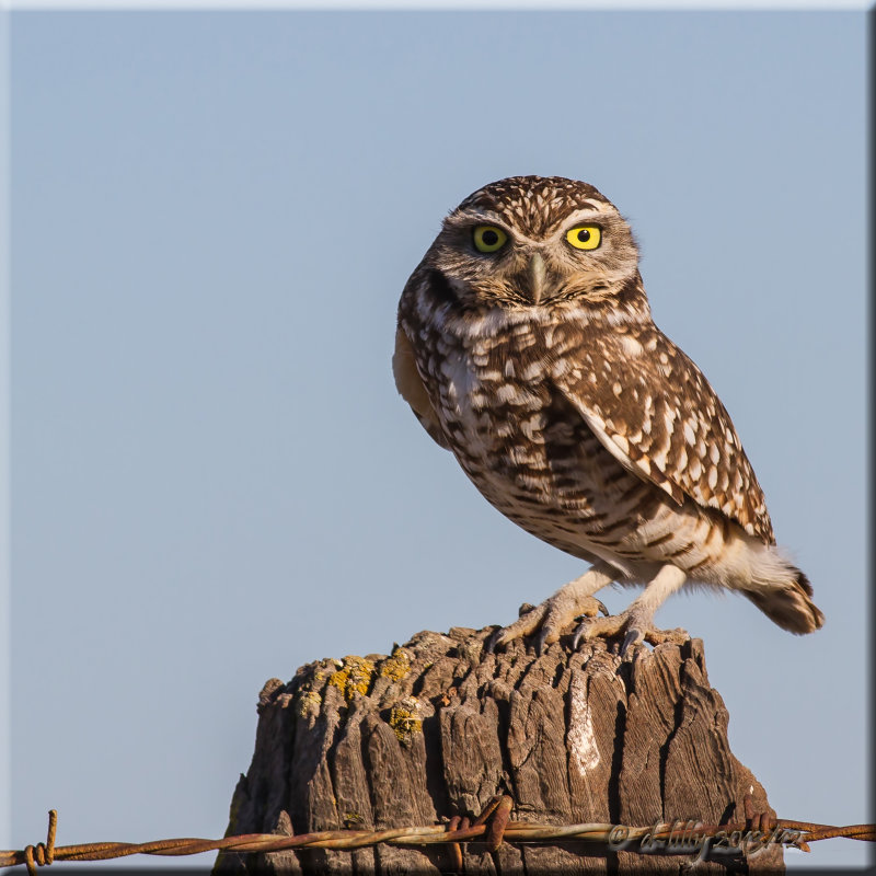 Burrowing Owl