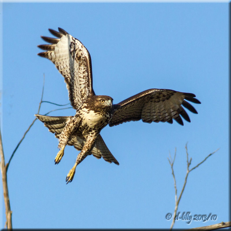 Red-tailed Hawk