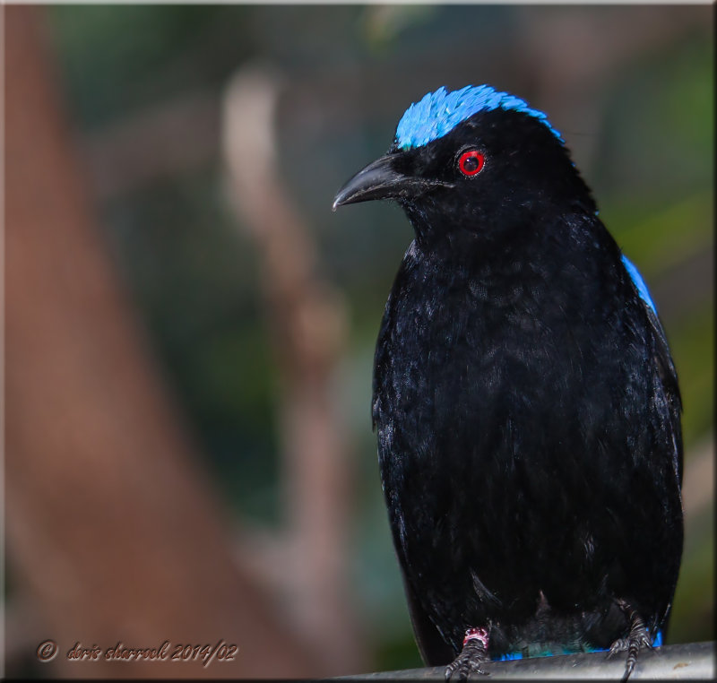 Asian Fairy Bluebird.jpg