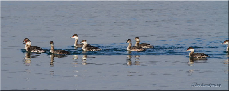 Horned Grebe