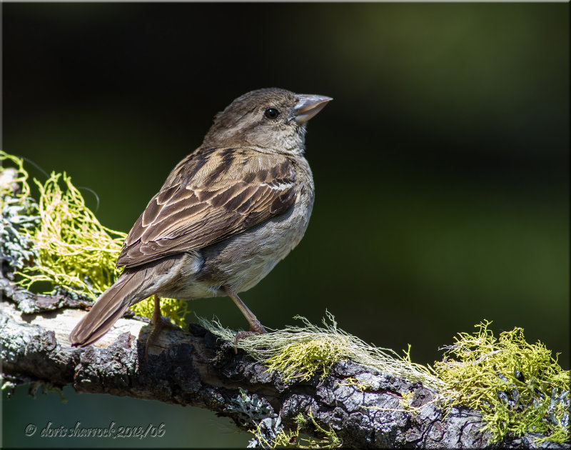 house sparrow, female