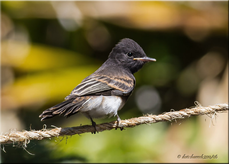 black phoebe, juvenile