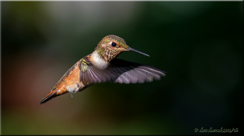 allens hummingbird