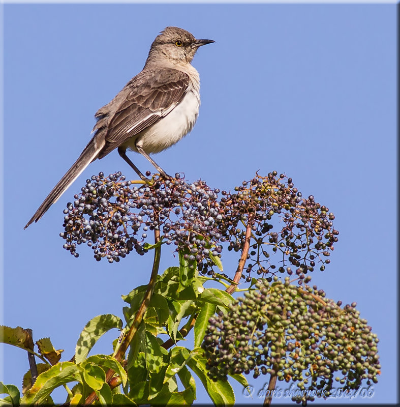 norther mockingbird