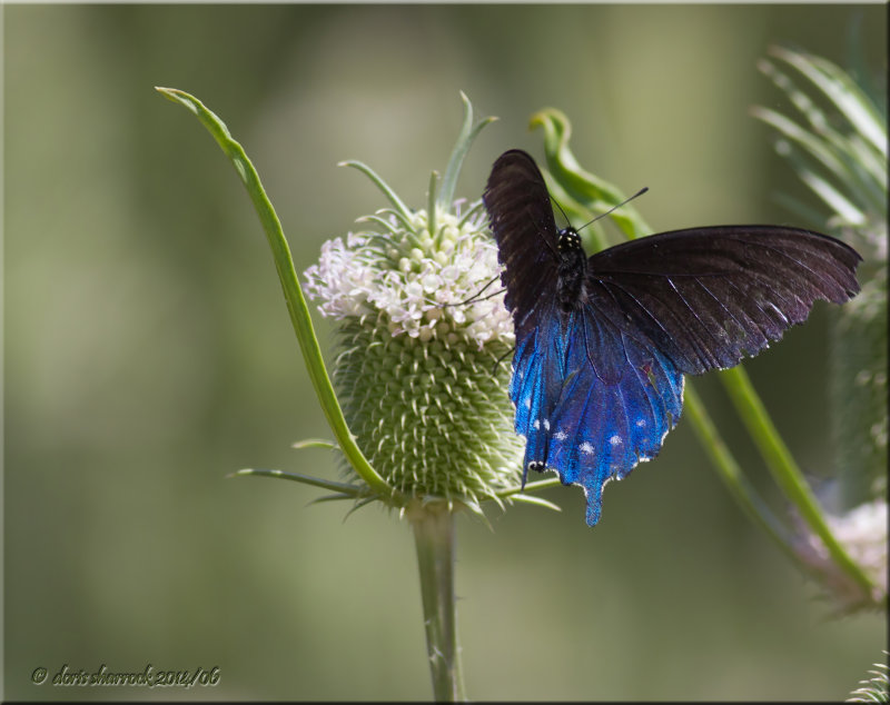 pipevile butterfly