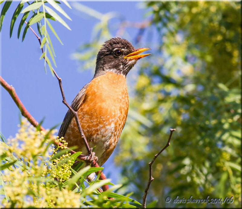 american robin