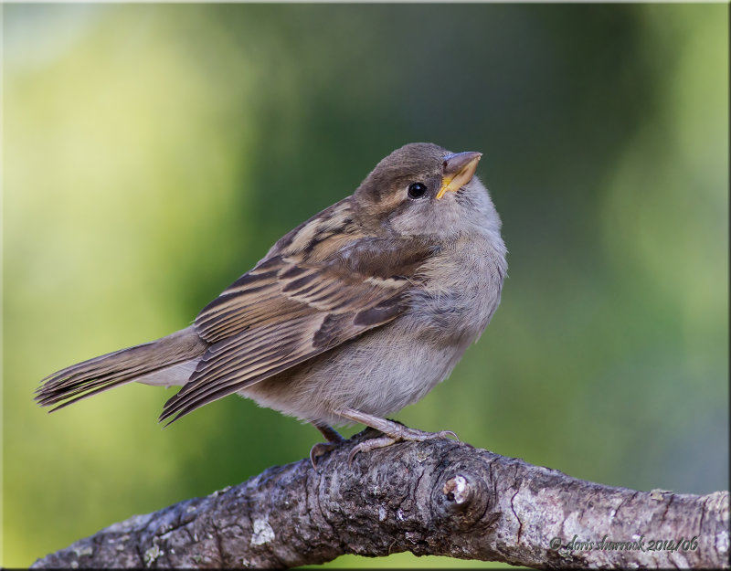 house sparrow, fledgling