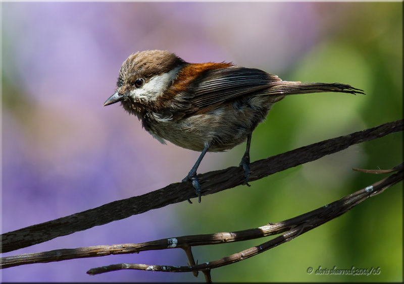 Chestnut-backed Chickadee