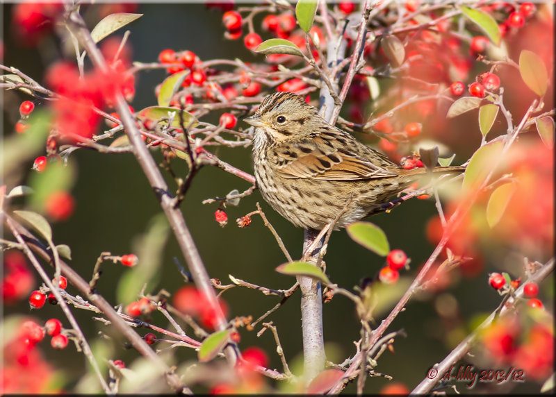 Lincoln Sparrow