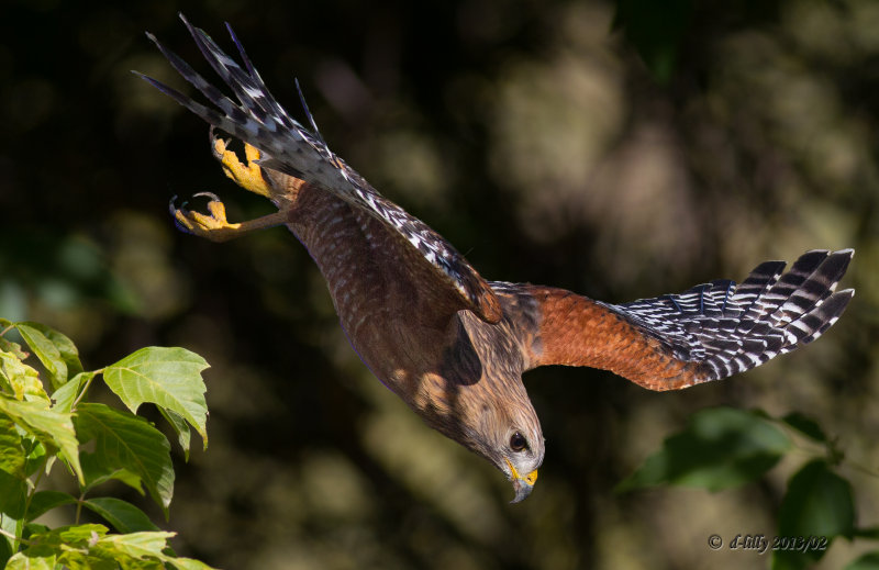 Red-shouldered Hawk