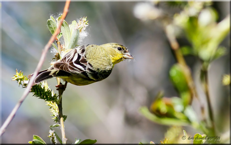 Lesser Finch