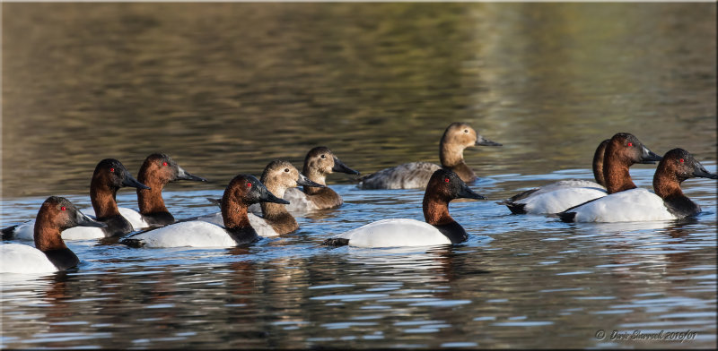 Canvasbacks