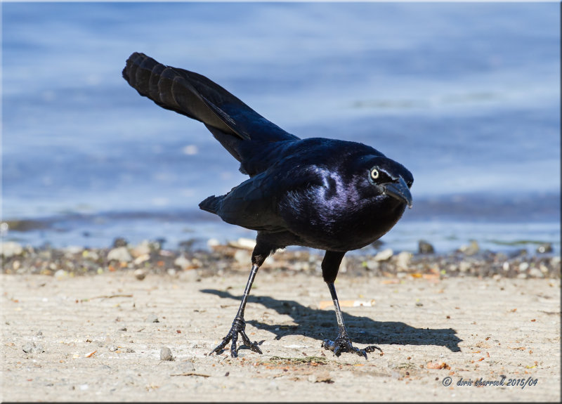 Great-tailed Grackle