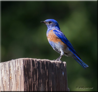 'in the blue'