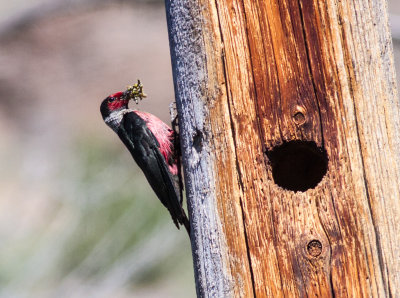 Lewis's Woodpecker