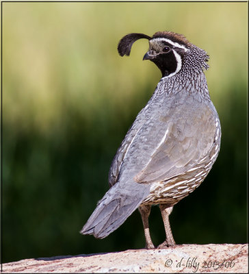 California Quail
