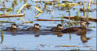 Ruddy Duck with ducklings