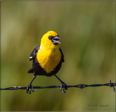 Yellow-headed Blackbird
