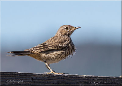 Sage Thrasher