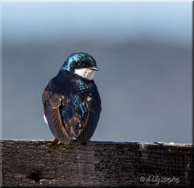 Tree Swallow