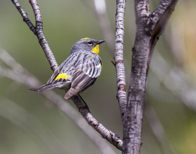 Yellow-rumped Warbler